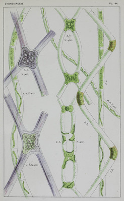602
          <br/>
          British fresh-water Algae. Exclusive of Desmidieae and Diatomaceae. Also British Desmids; a supplement to British fresh-water algae.
          <br/>
          <em></em>